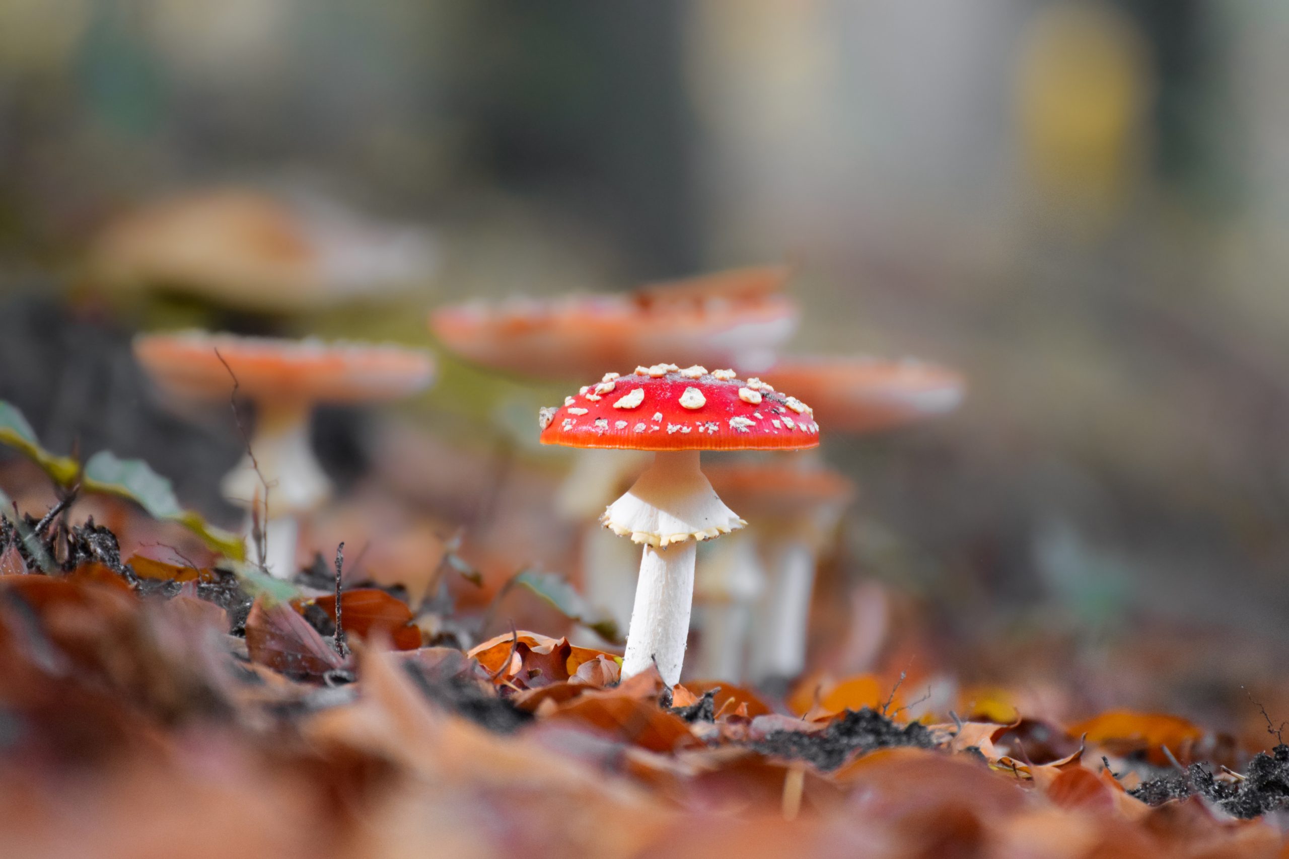Mushroom close-up with nice colourful bokeh background